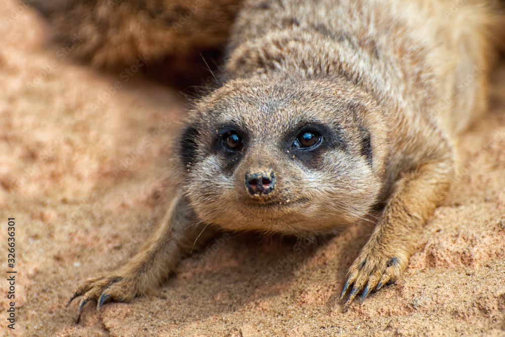 Erdmännchen Erdmännchen