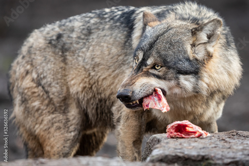 Obraz na płótnie Grey wolf eating meat in the forest w salonie