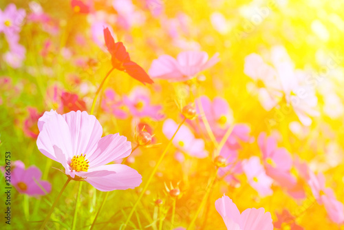 Flower garden and the light of the sun