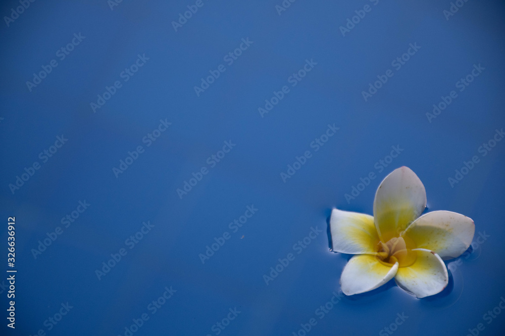 Frangipani in water bottom left