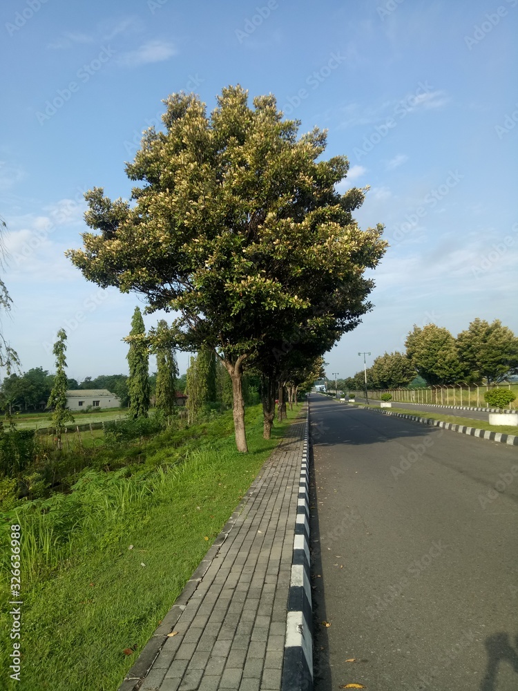 Obraz premium views of trees alongside the road. the street is quiet. cool street. beautiful street.