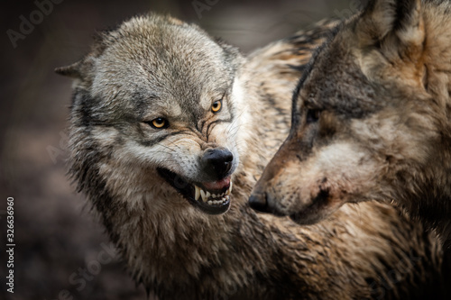 Fototapeta Portrait of Angry grey wolf in the forest