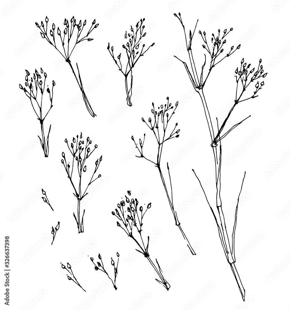 Linear drawing of a wildflower on white background. Hand-drawn vector illustration. Linear drawing of a wildflower on white background. Hand-drawn vector illustration.