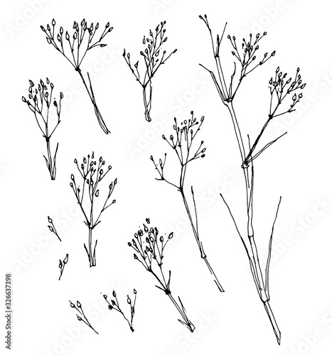 Linear drawing of a wildflower on white background. Hand-drawn vector illustration. 