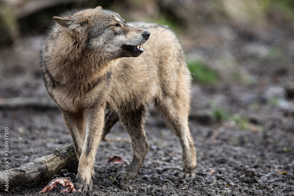 Grey wolf in the forest