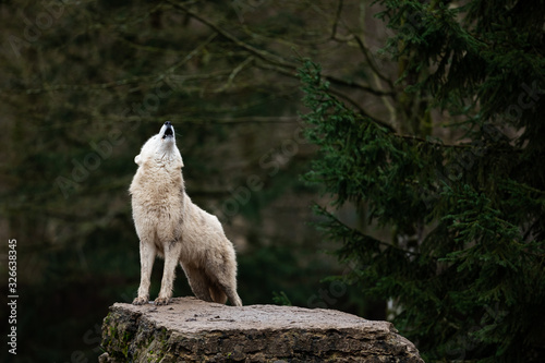 Obraz na płótnie Howling of white wolf in the forest w salonie
