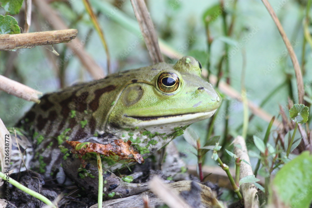Fototapeta premium toad