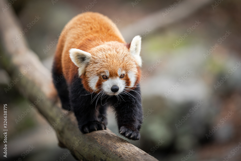 Red panda walking on the tree