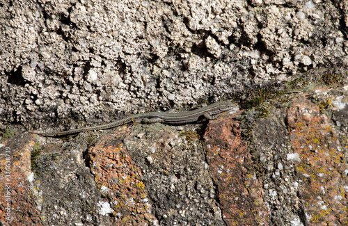 small lizard