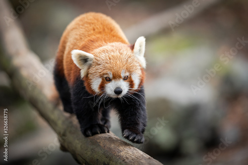 Obraz na płótnie Red panda walking on the tree w salonie