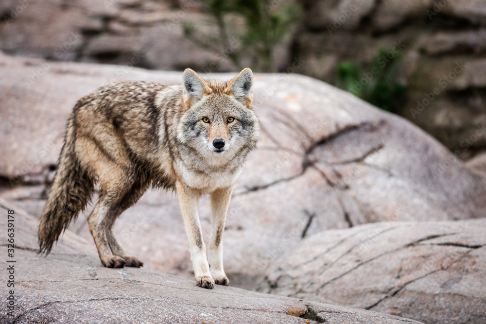 Portrait of Coyote in the meadow