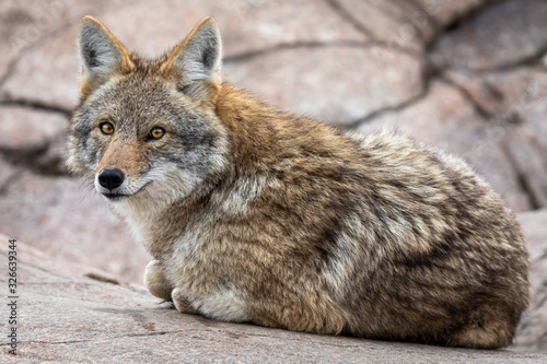 Portrait of Coyote in the meadow photo