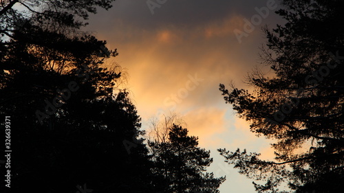 contrasting silhouettes of trees against a bright cloudy sky at sunrise