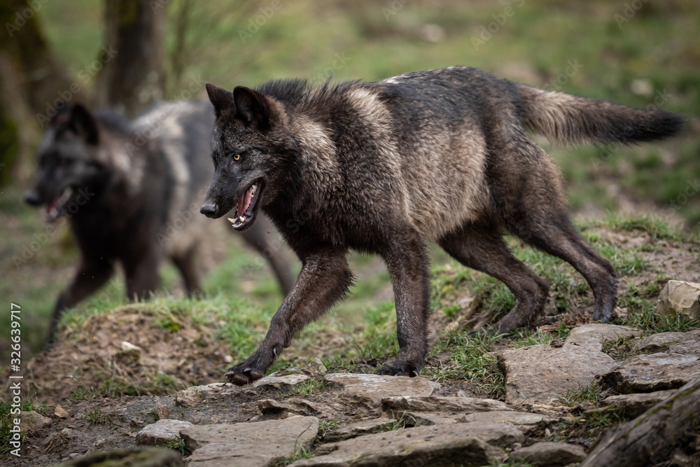 Obraz premium Timberwolf running in the forest