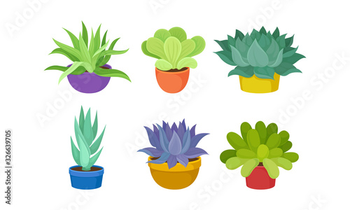 Succulent Plants Growing in Ceramic Pots Vector Set