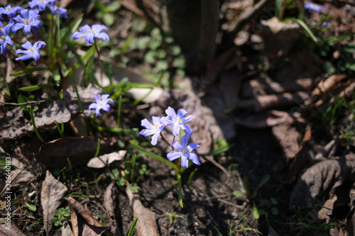  In the spring, blue snowdrops blossomed in the garden, the first flowers, a close plan