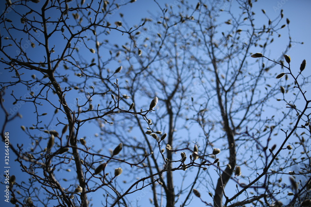 Spring blooming magnolia in a botanical garden against a blue sky Spring blooming magnolia in a botanical garden against a blue sky