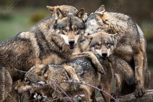 Family of grey wolf in the forest © AB Photography