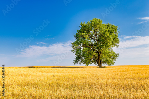 Landscape of lone standing tree with a field of grain covered by blue sky and minor clouds at golden hour sunset.
