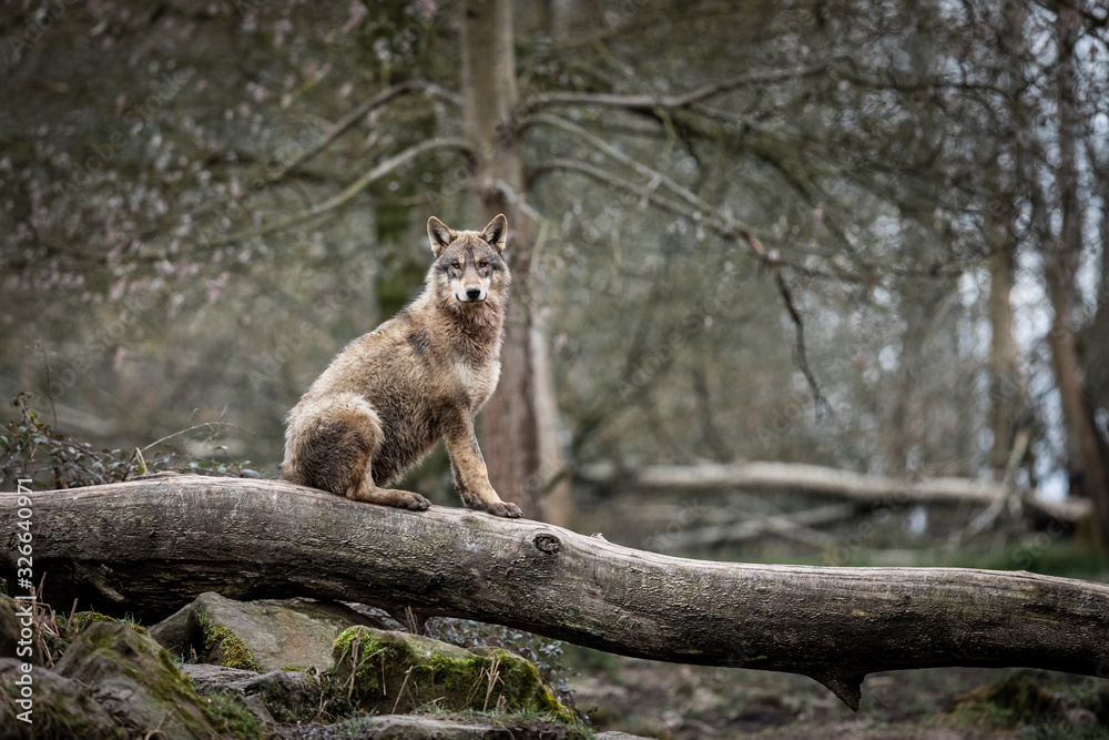 Obraz premium Grey wolf on the tree