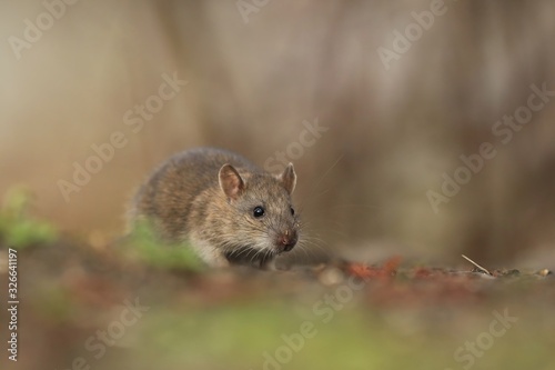 brown rat (Rattus norvegicus) is one of the best known and most common rats. Wildlife scene from nature.