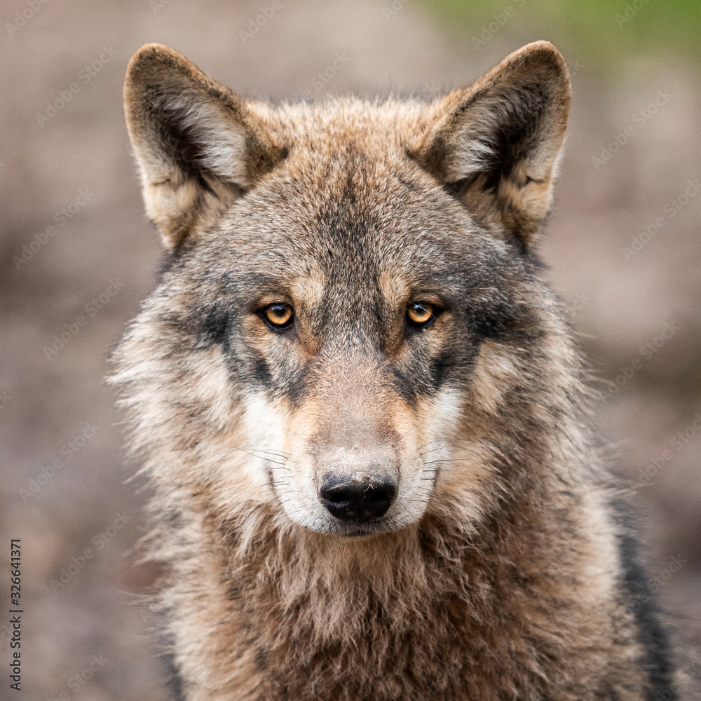 Fototapeta premium Portrait of grey wolf in the forest