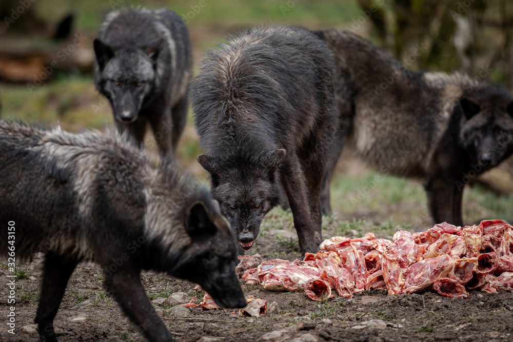 Timberwolf eating meat in the forest