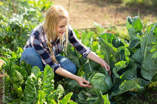 Woman harvesting fresh cabbage