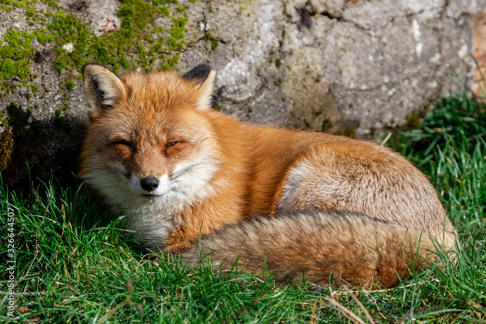 Red fox sleeping in the forest