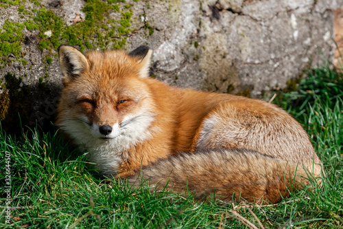 Obraz na płótnie Red fox sleeping in the forest w salonie