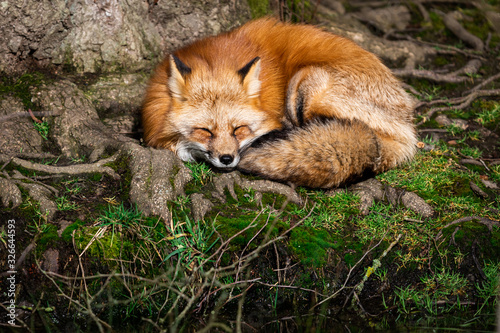 Quadro su tela Red fox sleeping in the forest