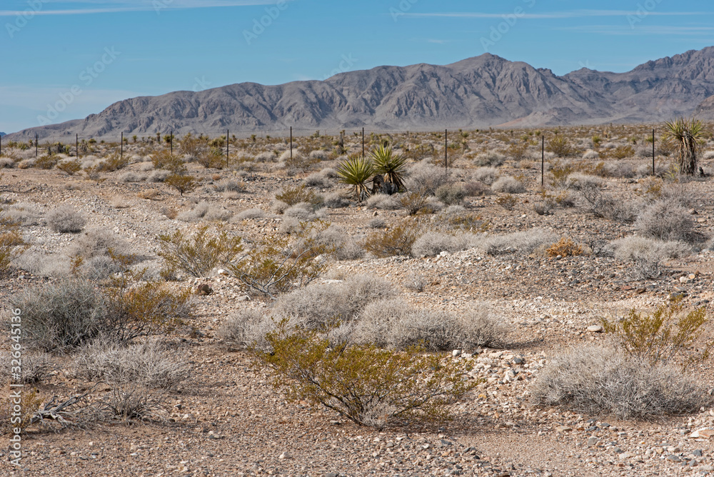 Desert near Beatty - Nevada - USA