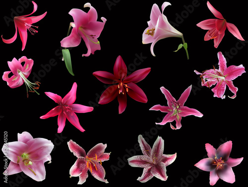 thirteen pink lily blooms isolated on black