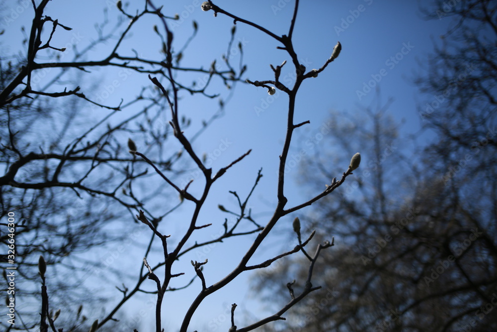 Spring blooming magnolia in a botanical garden against a blue sky Spring blooming magnolia in a botanical garden against a blue sky