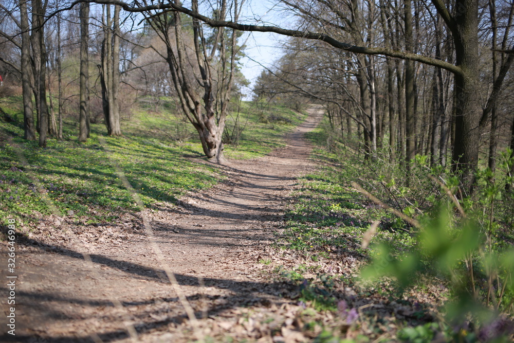 spring primroses on nature in spring, spring forest, background spring primroses on nature in spring, spring forest, background