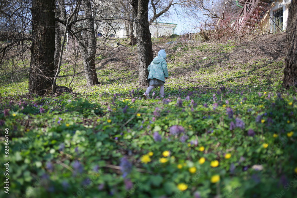  A little girl walks in the spring botanical garden with an apple in her hands and eats it where the primroses bloomed