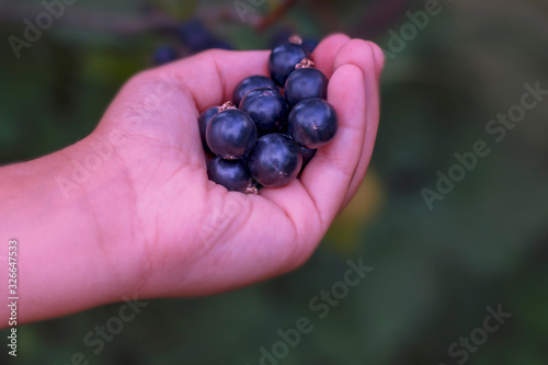ripe blackcurrant berries in a child's hand on a blurred background of a bush