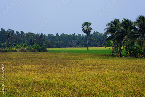 Rice field with coconut trees