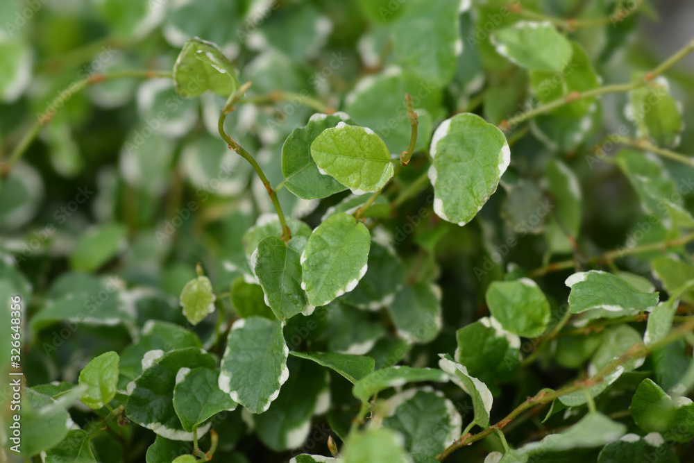Creeping Fig White Sunny Creeping Fig White Sunny