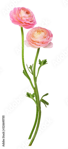 Obraz na plátně Two pink ranunculus flowers