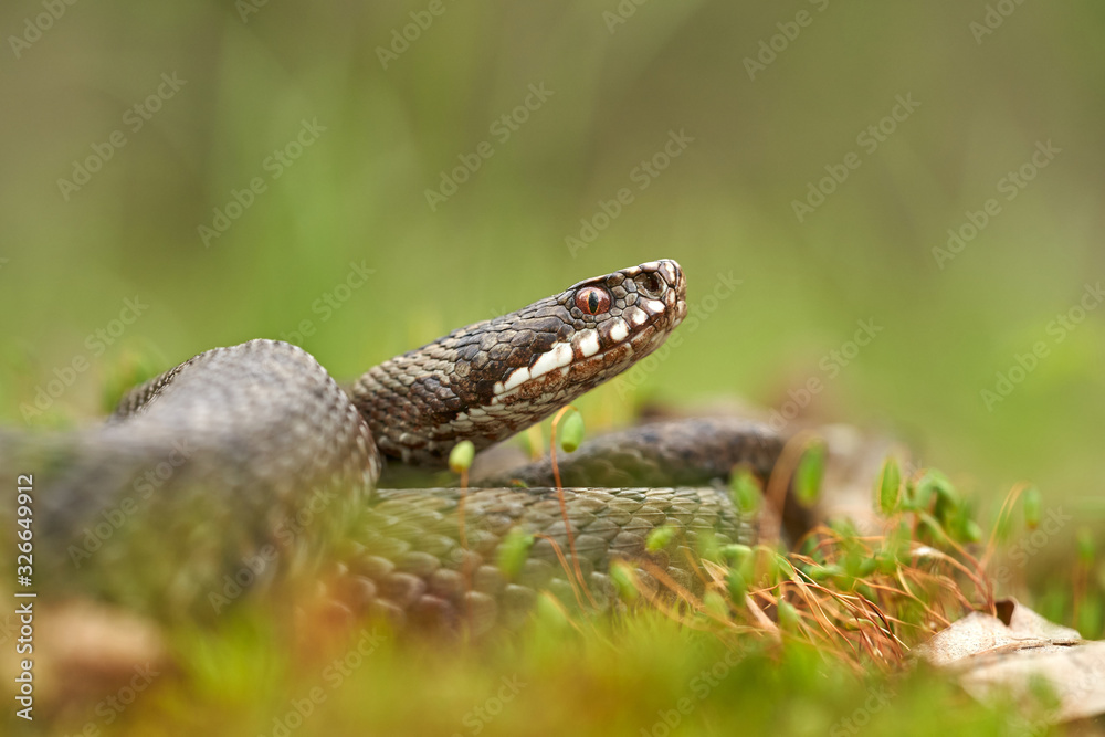 Female of European viper Vipera berus in Czech Republic Female of European viper Vipera berus in Czech Republic