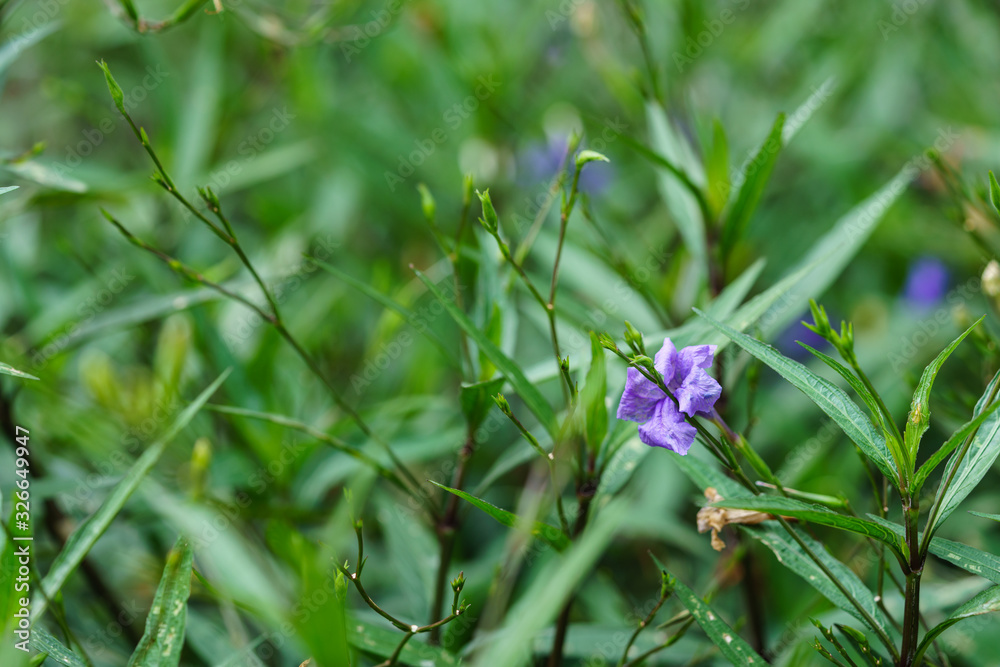 Ruellia squarrosa (Fenzi) Cufod flower in the garden Ruellia squarrosa (Fenzi) Cufod flower in the garden