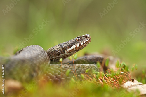 Female of European viper Vipera berus in Czech Republic photo