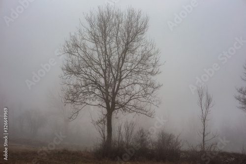 Bavarian Winter Foggy Forest