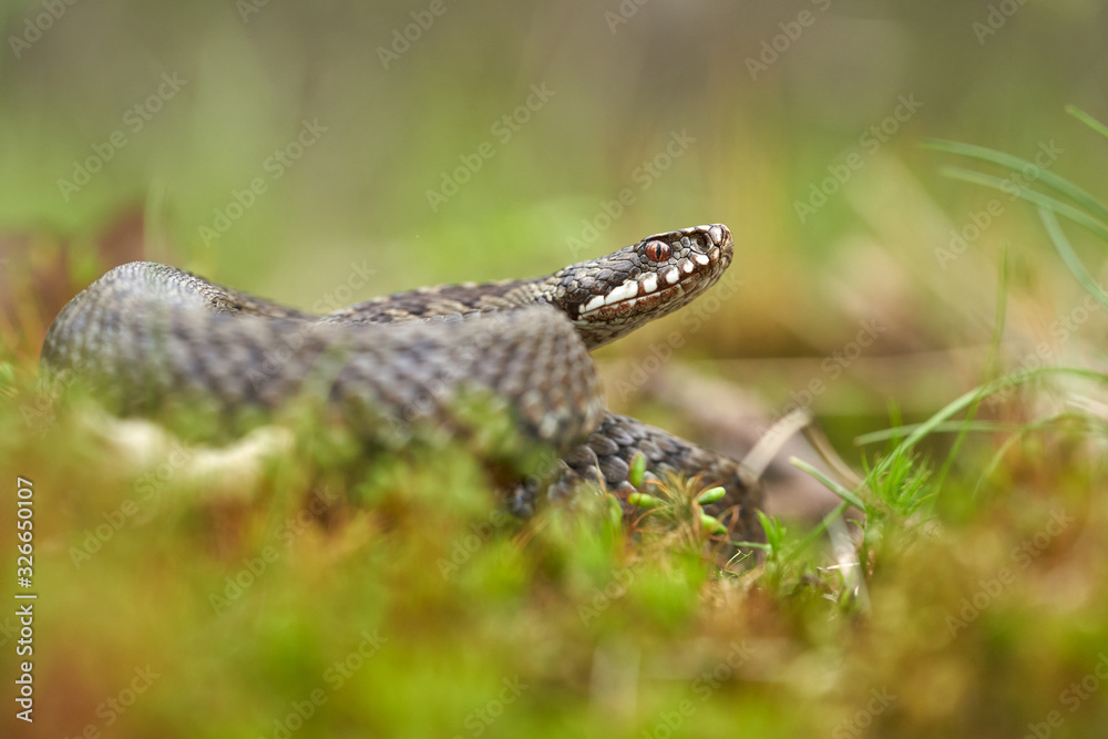 Female of European viper Vipera berus in Czech Republic Female of European viper Vipera berus in Czech Republic