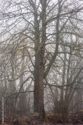 Bavarian Winter Foggy Forest © andiz275