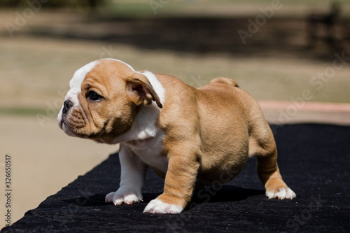 Cute French Bulldog Puppy