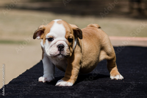 Cute French Bulldog Puppy