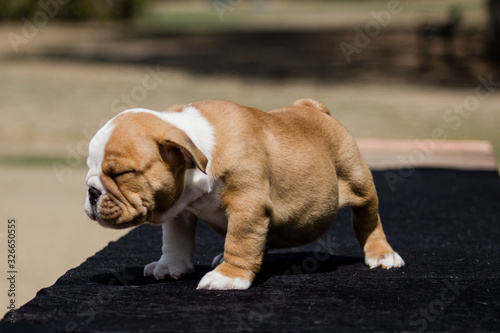 Cute French Bulldog Puppy