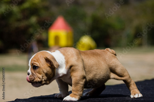 Cute French Bulldog Puppy